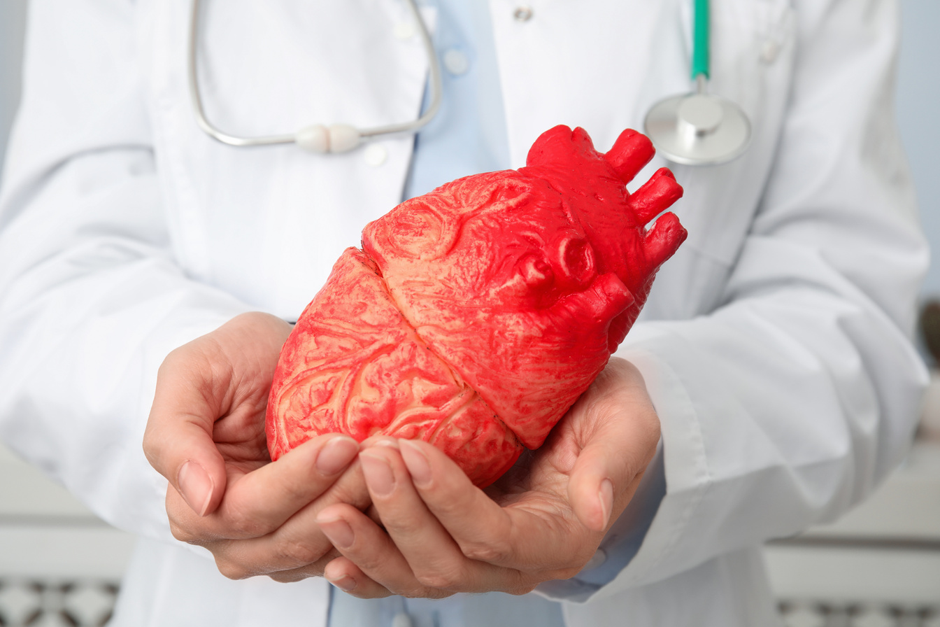Doctor Holding Heart Model, Closeup. Cardiology Concept
